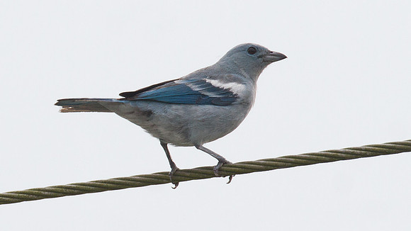 Blue-grey Tanager (Thraupis episcopus)