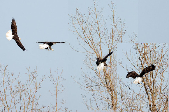 Bald Eagle (Haliaeetus leucocephalus)