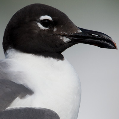Laughing Gull (Leucophaeus atricilla)