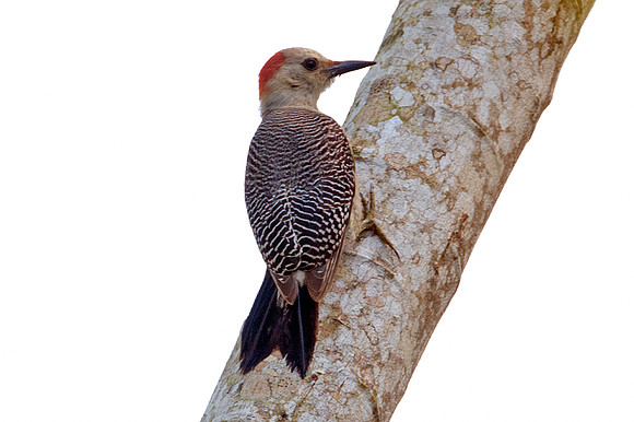 Golden-fronted Woodpecker (Melanerpes aurifrons) female