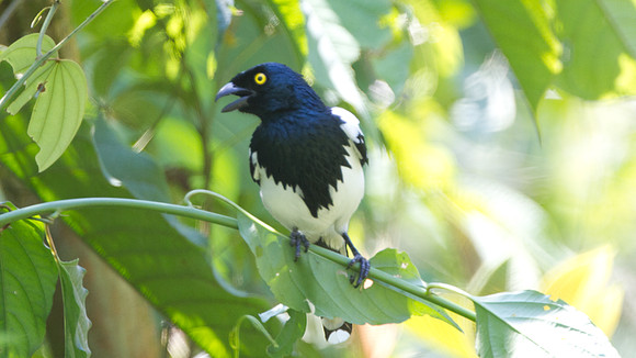 Magpie Tanager (Cissopis leveriana)