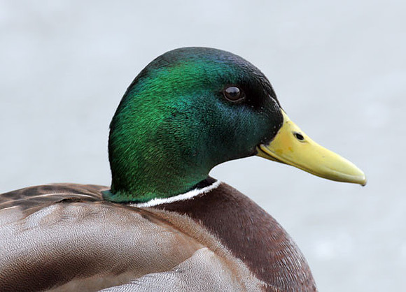 Mallard (Anas platyrhynchos) male