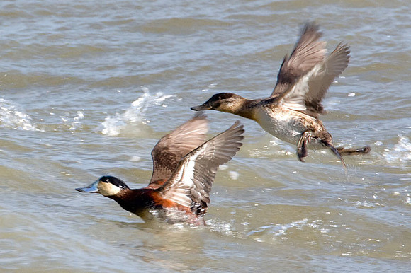 Ruddy Duck (Oxyura jamaicensis)