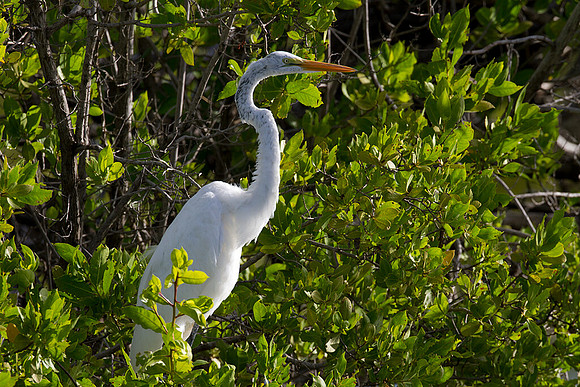 Great Egret (Ardea alba)