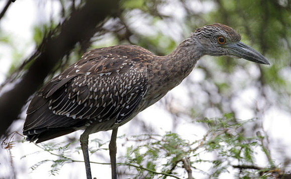 Yellow-crowned Night Heron (Nyctanassa violacea) immature