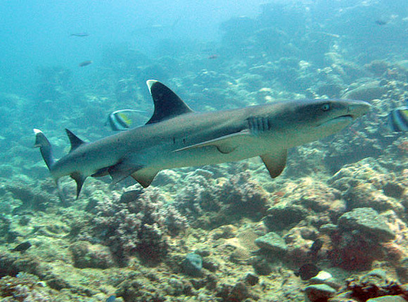 Whitetip Reef Shark (Triaenodon obesus)