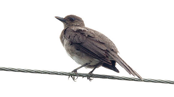 Black-billed Thrush (Turdus ignobilis)