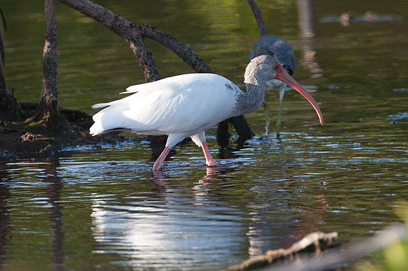 American White Ibis (Eudocimus albus)