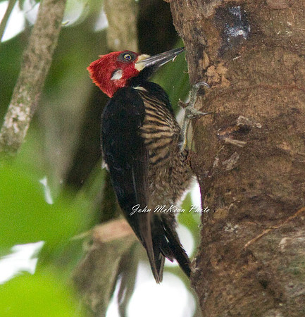 Crimson-crested Woodpecker (Campephilus melanoleucos) male
