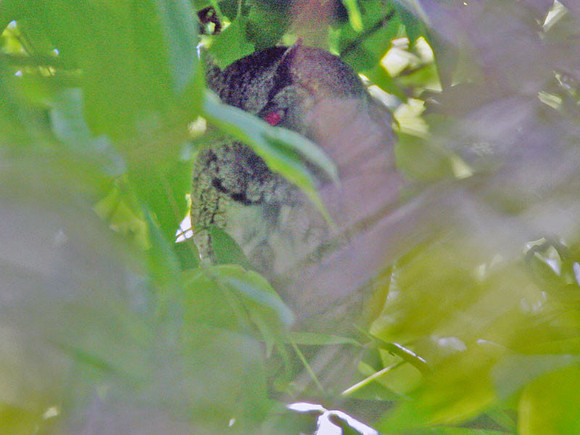Eastern Screech-Owl (Megascops asio)