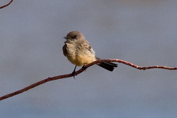 Say's Phoebe (Sayornis saya)