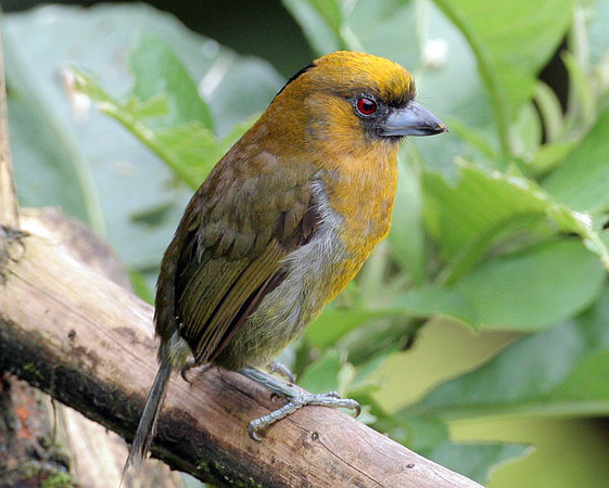 Prong-billed Barbet (Semnornis frantzii)