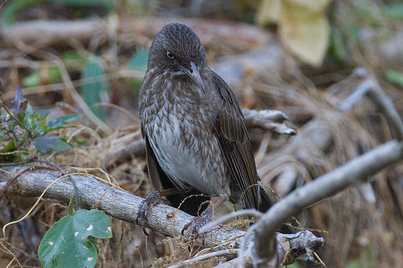 Pearly-eyed Thrasher (Margarops fuscatus)