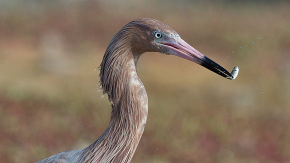 Reddish Egret (Egretta rufescens)