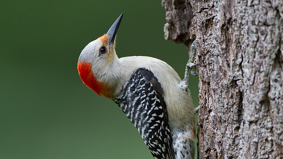 Red-bellied Woodpecker (Melanerpes carolinus) Female