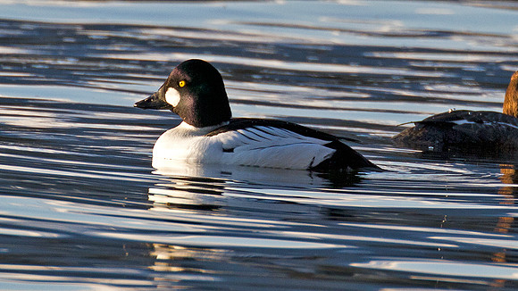 Common Goldeneye (Bucephala clangula)