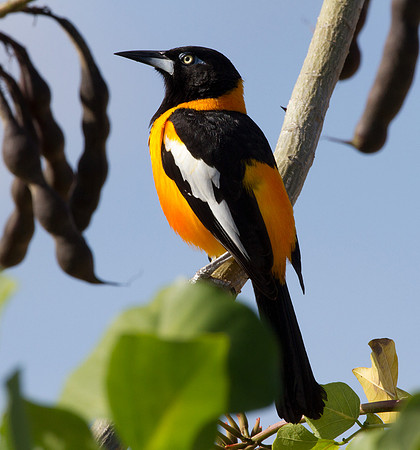 Venezuelan Troupial (Icterus icterus)