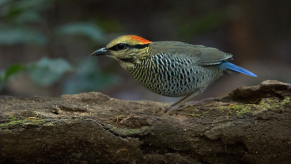 Blue pitta (Hydrornis cyanea) Female