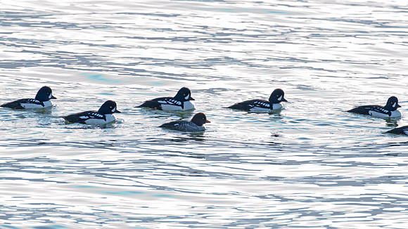 Barrow's Goldeneye (Bucephala islandica)