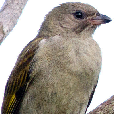 Lesser Honeyguide (Indicator minor)