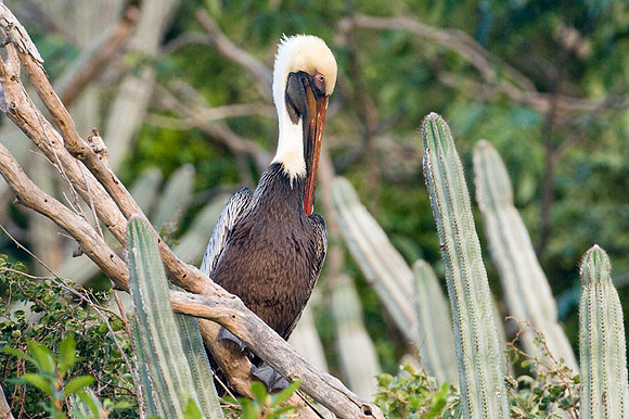 Brown Pelican (Pelecanus occidentalis)
