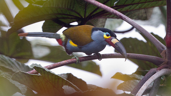 Plate-billed Mountain Toucan (Andigena laminirostris)
