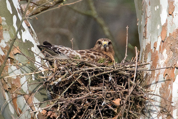 Red-shouldered Hawk (Buteo lineatus)