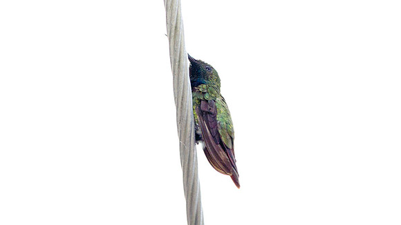 Antillean Mango (Anthracothorax dominicus)