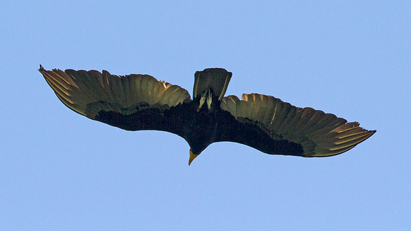 Greater Yellow-headed Vulture (Cathartes melambrotus)