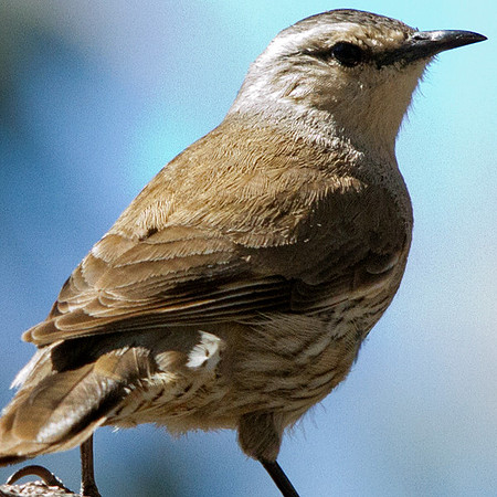 White-throated treecreeper (Cormobates leucophaea)