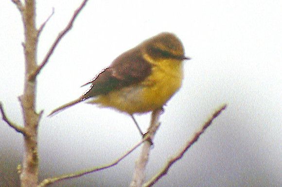 Galapagos Flycatcher ? (Myiarchus magnirostris)