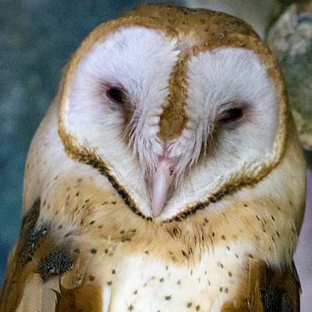 Barn Owl (Tyto alba furcata)