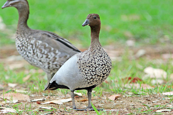 Australian Wood Duck (Chenonetta jubata) also known as Maned Duck, Maned Goose
