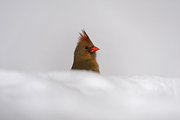 Northern Cardinal (Cardinalis cardinalis) female; also known as Common Cardinal