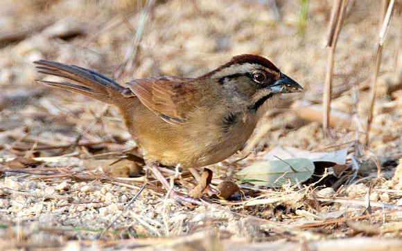 Rusty Sparrow (Aimophila rufescens)