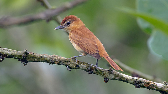 Cinnamon Becard (Pachyramphus cinnamomeus)