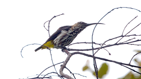Whitehead's Spiderhunter (Arachnothera juliae)