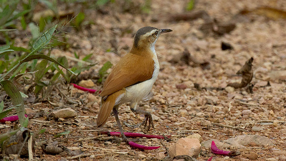 Pacific Hornero (Furnarius leucopus cinnamomeus)