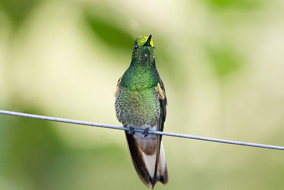 Buff-tailed Coronet (Boissonneaua flavescens)