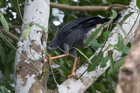 Crane Hawk (Geranospiza caerulescens)