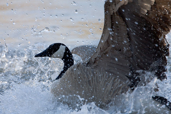 Canada Goose (Branta canadensis)