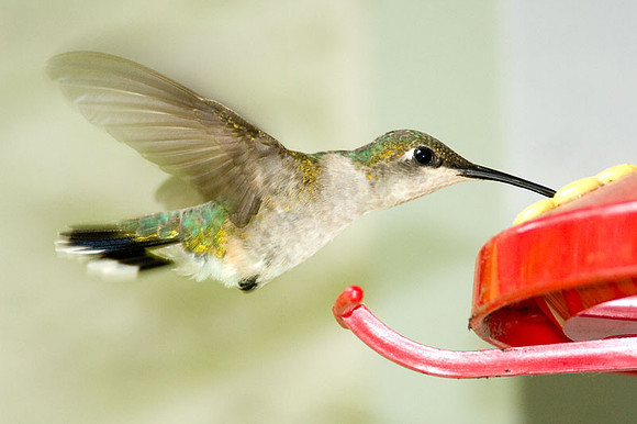 Ruby-throated Hummingbird (Archilochus colubris) female