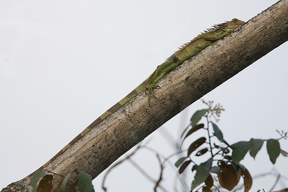 Iguana