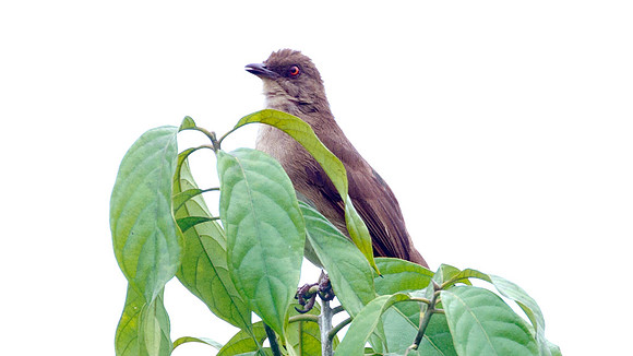 Cream-vented Bulbul (Pycnonotus simplex)