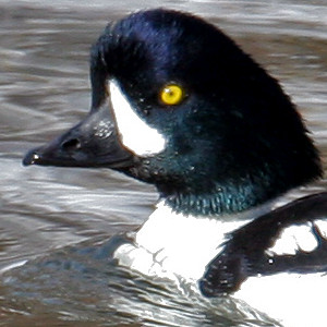 Barrow's Goldeneye (Bucephala islandica) male