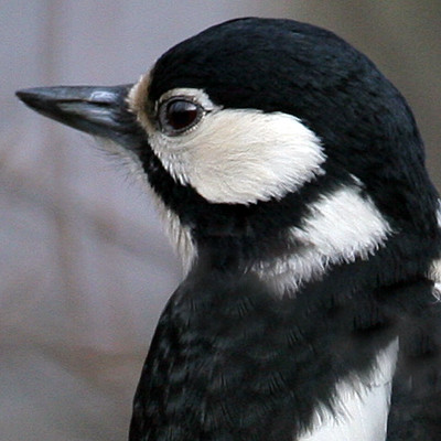 Great Spotted Woodpecker (Dendrocopos major)
