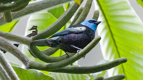 Blue-necked Tanager (Tangara cyanicollis)