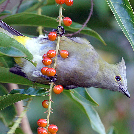 Long-tailed Silky-flycatcher (Ptilogonys caudatus) female