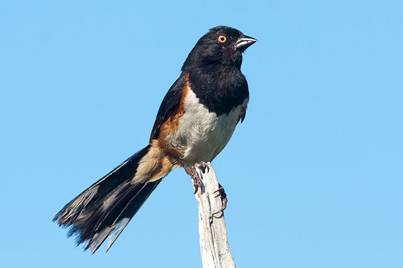Eastern Towhee (Pipilo erythrophthalmus)