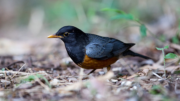 Black-breasted thrush (Turdus dissimilis) Male
